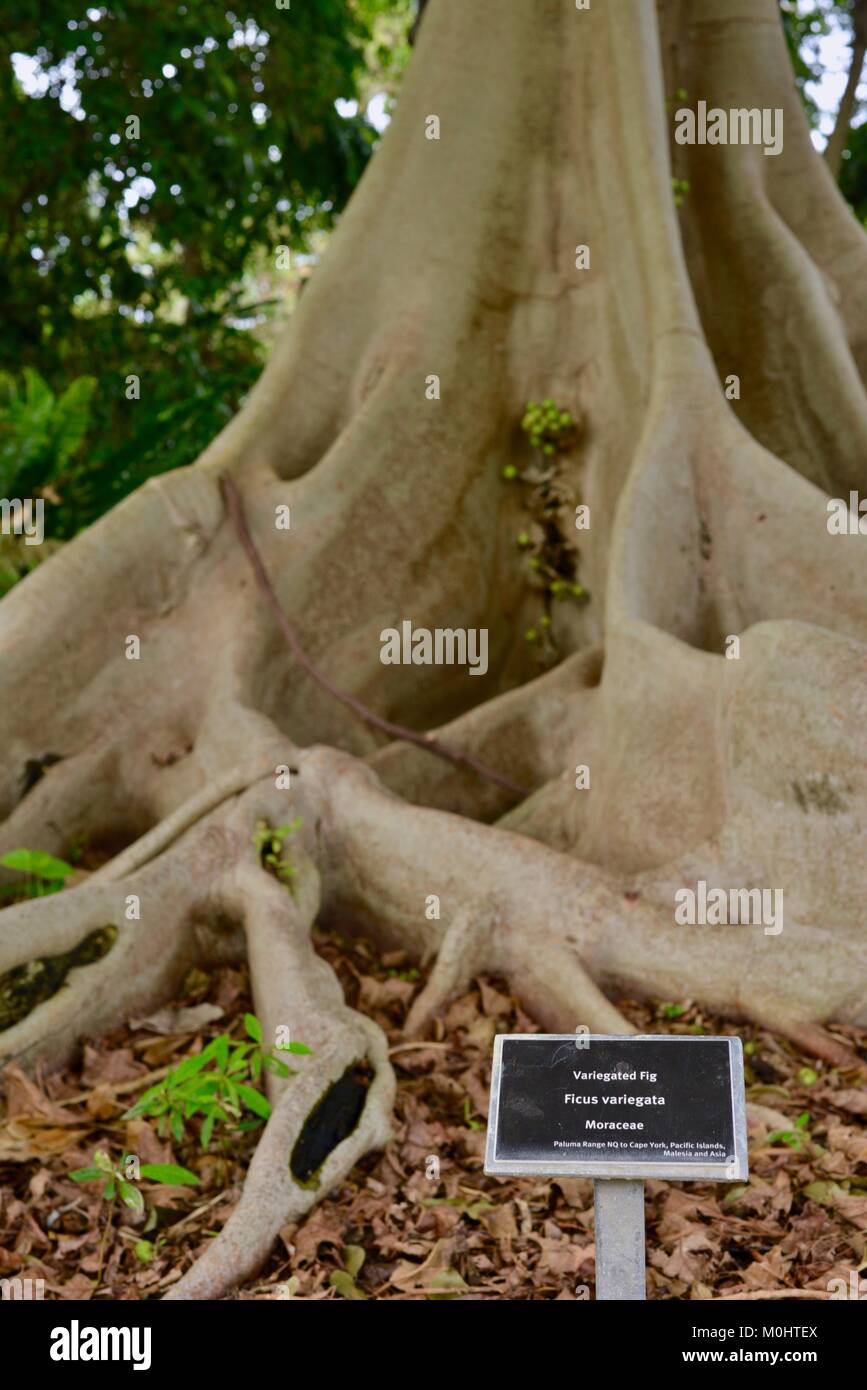 Variegated fig (Ficus variegata) roots, fruits and trunk, Anderson Park Botanic Gardens, Townsville, Queensland, Australia Stock Photo