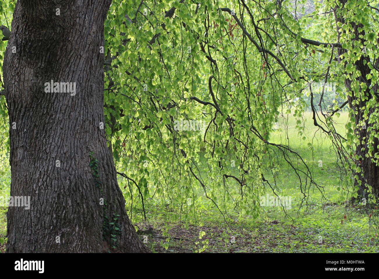 Graceful branching tree structure Stock Photo Alamy