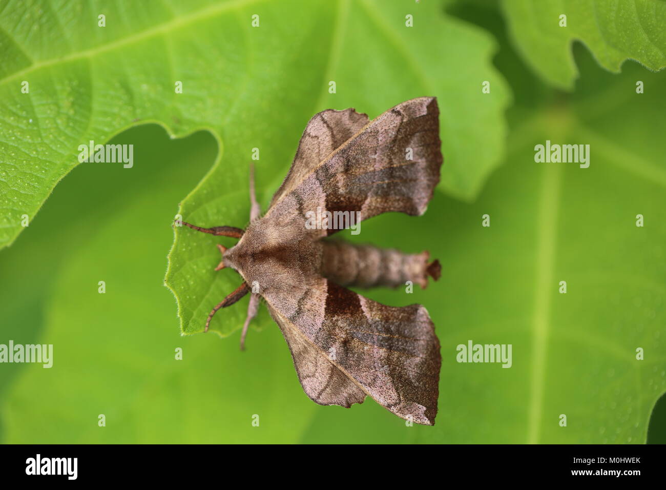 Walnut Sphinx Moth - Amorpha juglandis Stock Photo - Alamy