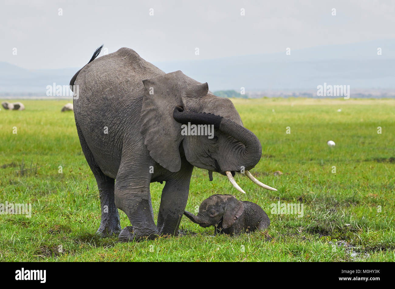 Day old elephant mother and calf struggling through swamp Stock Photo
