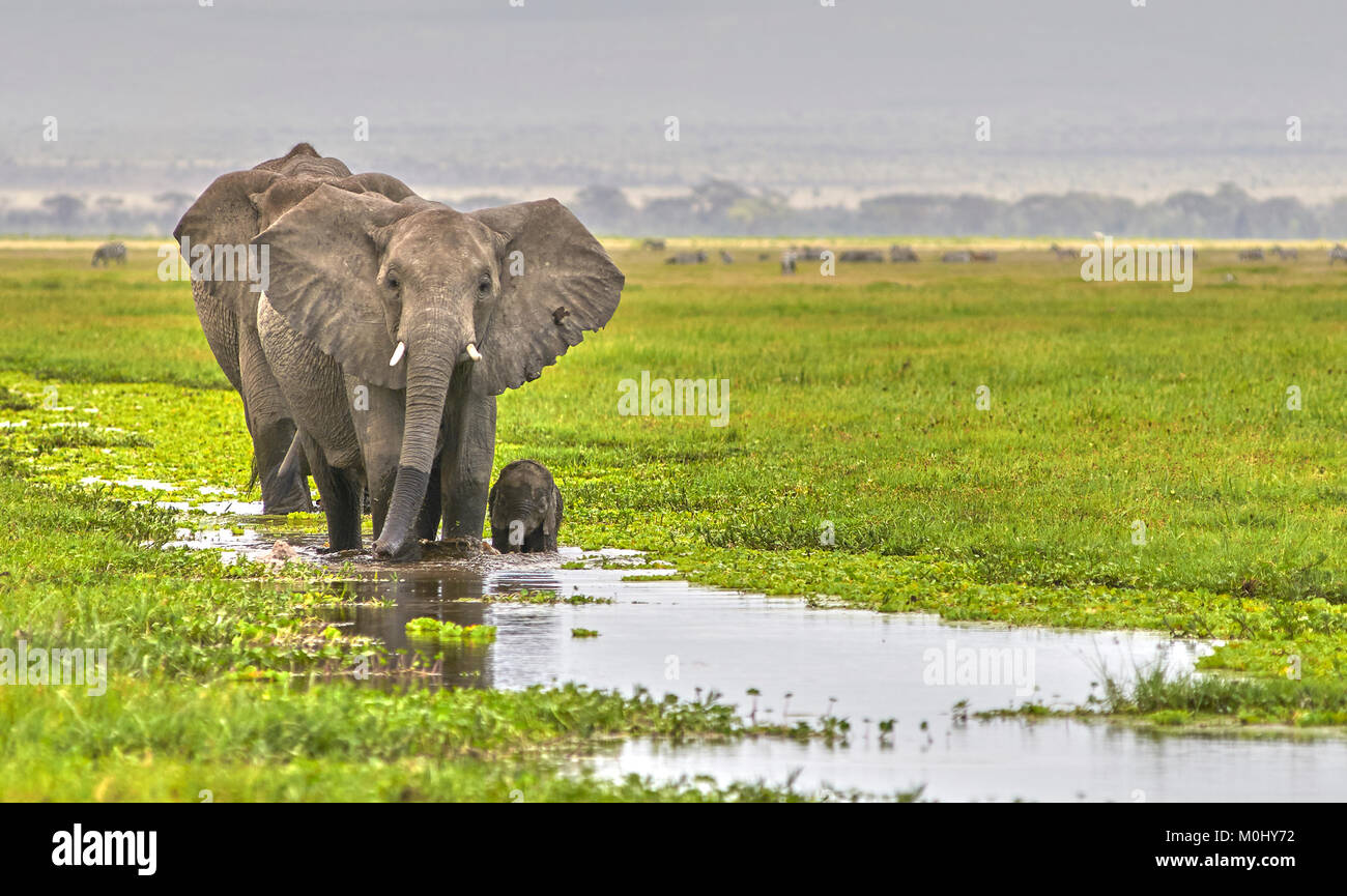 Day old elephant (Loxodonta africana) calf struggling to keep up with mother in a swamp Stock Photo
