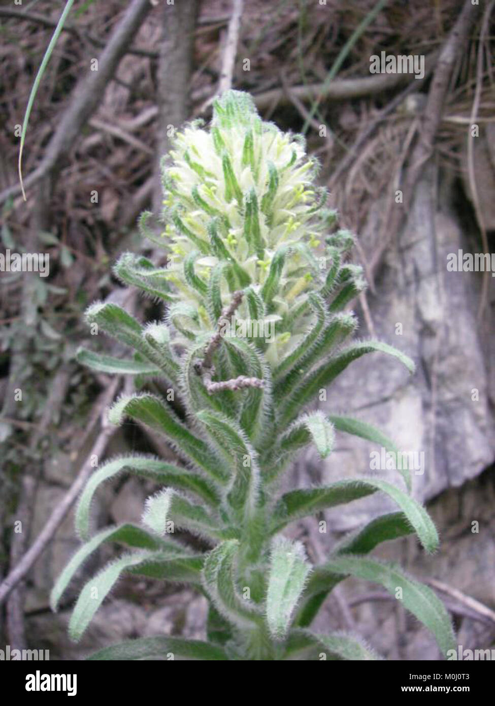 Campanula thyrsoides (Campanulaceae) - (flowering), Plitvička Jezera (Lake Plitvice), Croatia Stock Photo