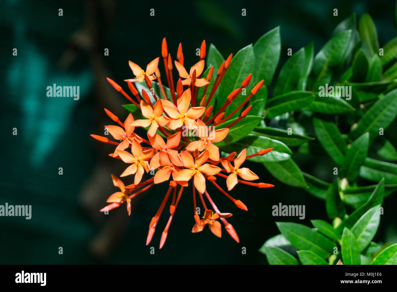 Thailand flower hi-res stock photography and images - Alamy