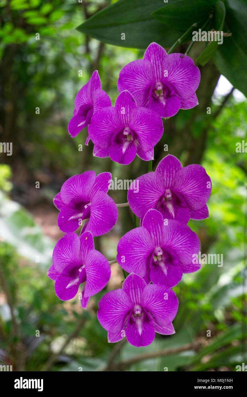 Asiatic orchid hires stock photography and images Alamy