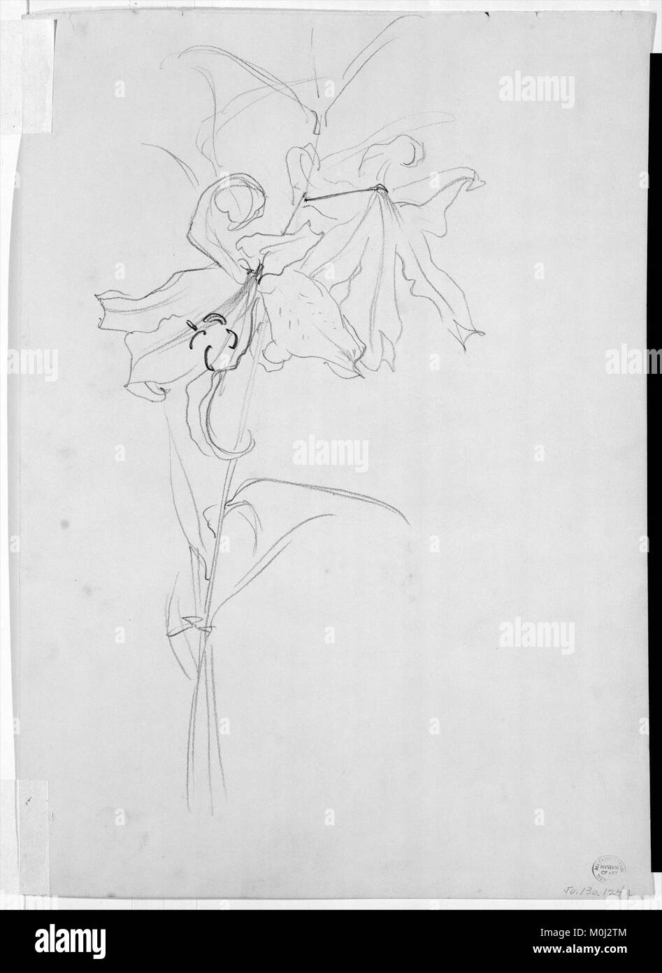 Lily, Study for 'Carnation, Lily, Lily, Rose' MET 217514 Stock Photo