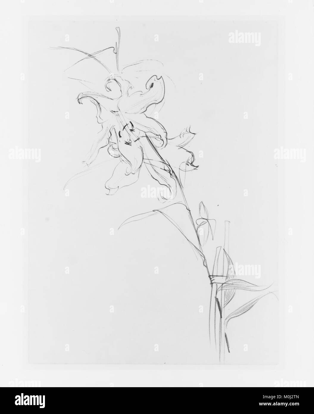 Lily, Study for 'Carnation, Lily, Lily, Rose' MET 266155 Stock Photo