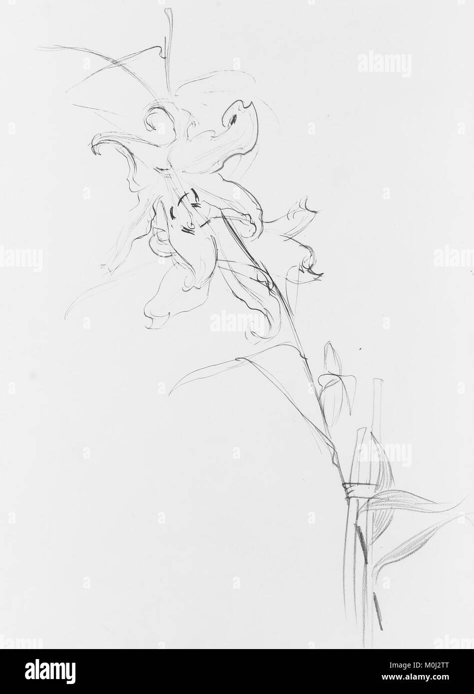 Lily, Study for 'Carnation, Lily, Lily, Rose' MET ap50.130.125 Stock