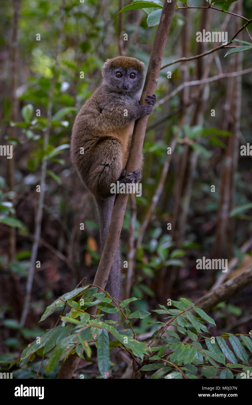 Eastern Lesser Bamboo Lemur - Hapalemur griseus, Madagascar rain forest. Madagascar endemite. Cute primate. Bamboo Stock Photo
