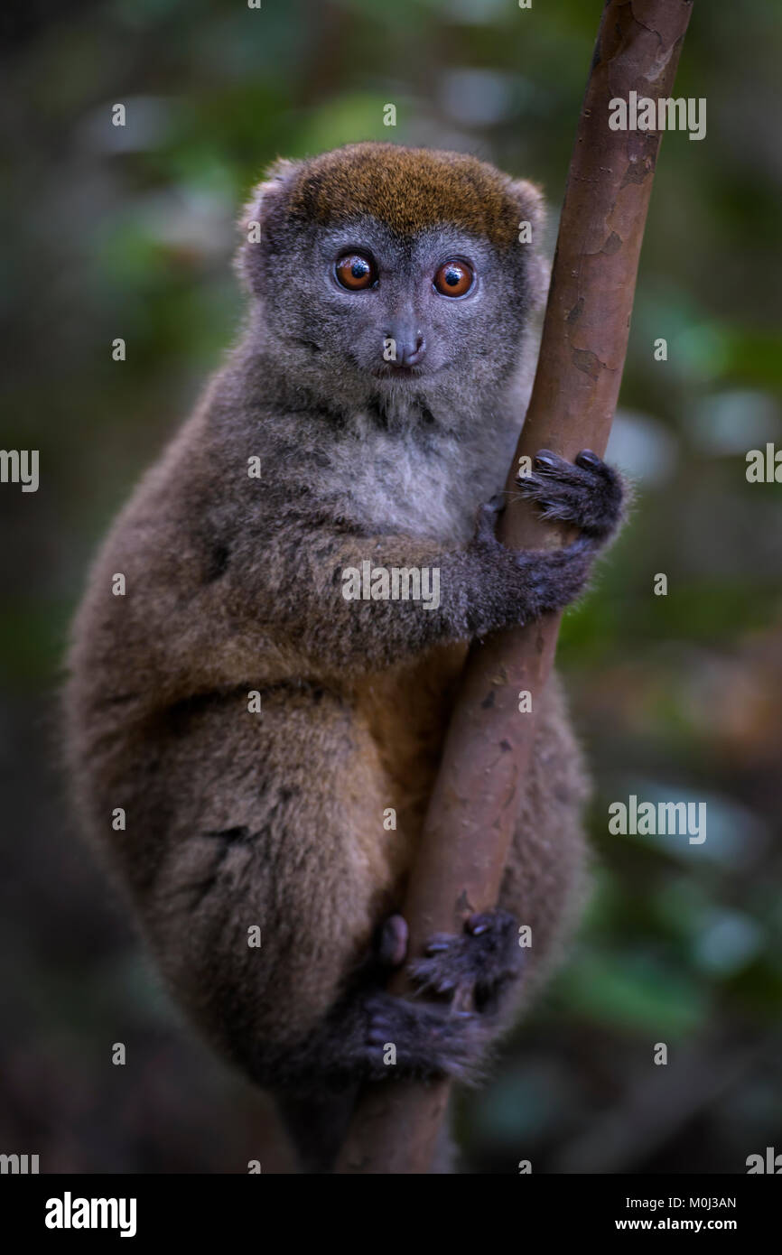 Eastern Lesser Bamboo Lemur - Hapalemur griseus, Madagascar rain forest. Madagascar endemite. Cute primate. Bamboo Stock Photo