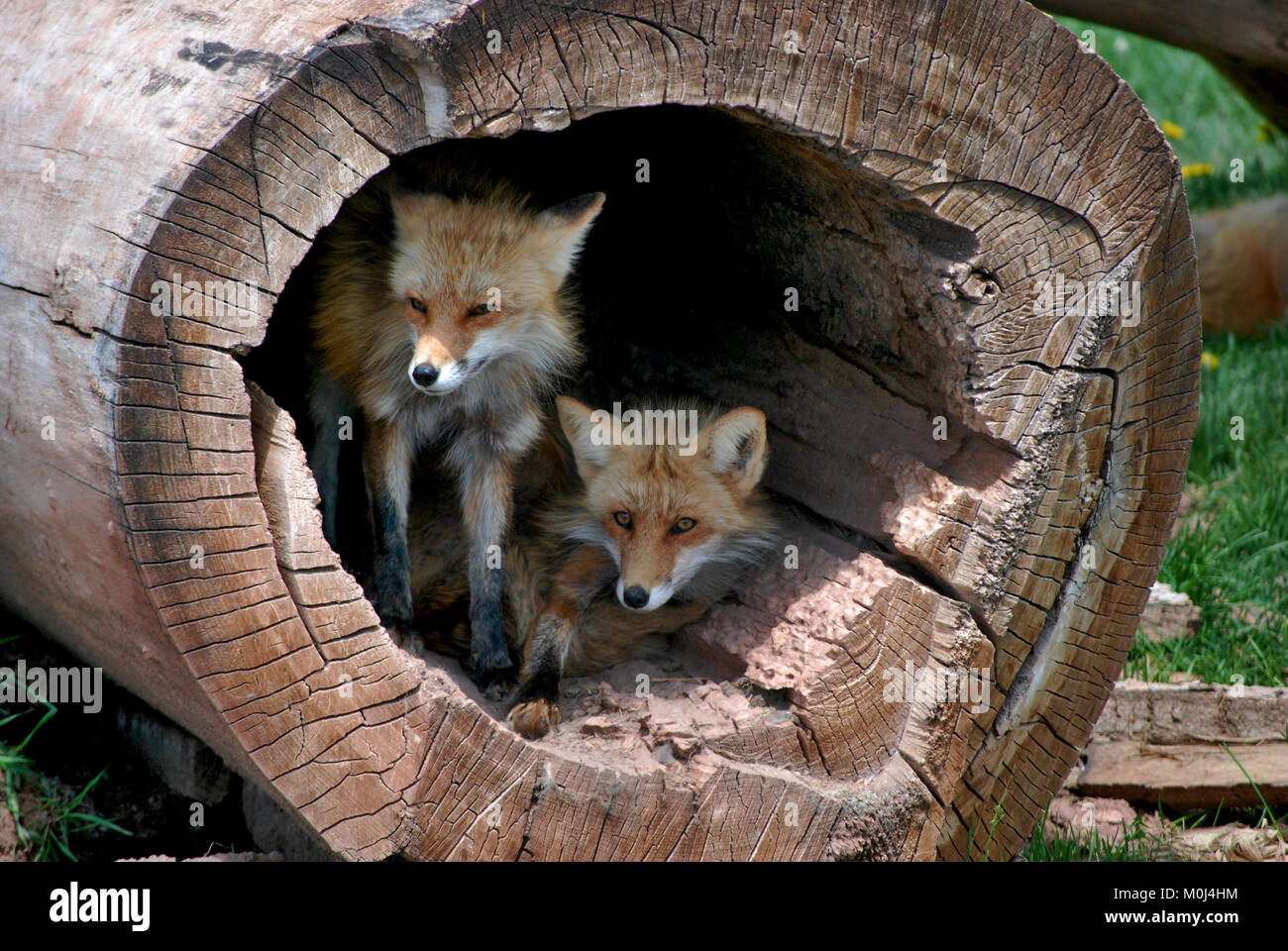 Twin Baby Foxes Stock Photo Alamy