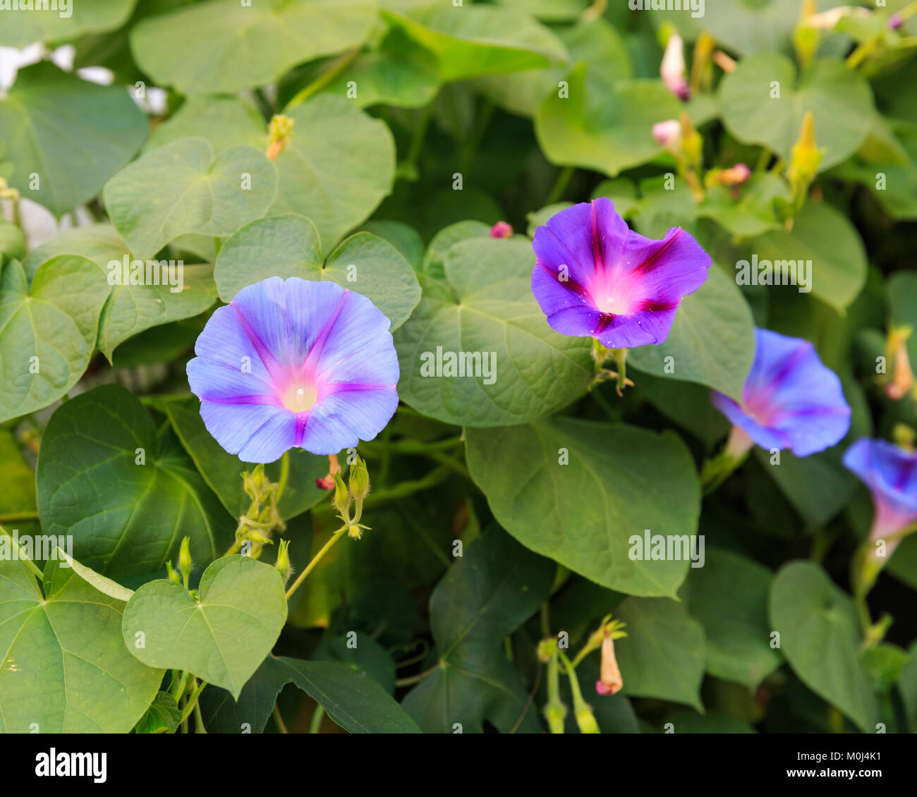 Purple and blue flowers hi-res stock photography and images - Alamy