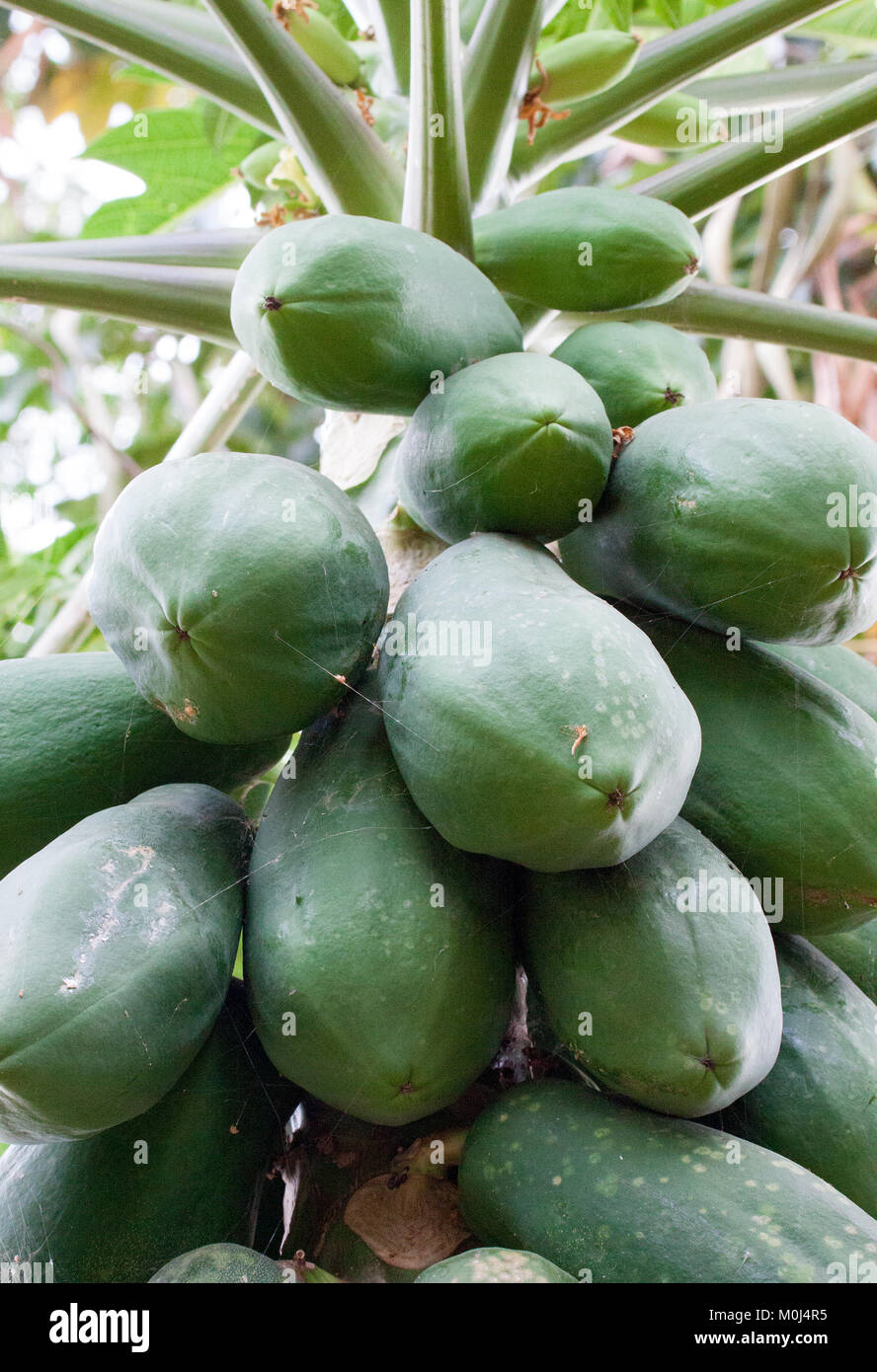 Cluster of green papayas growing on tree (Carica papaya Stock Photo Alamy