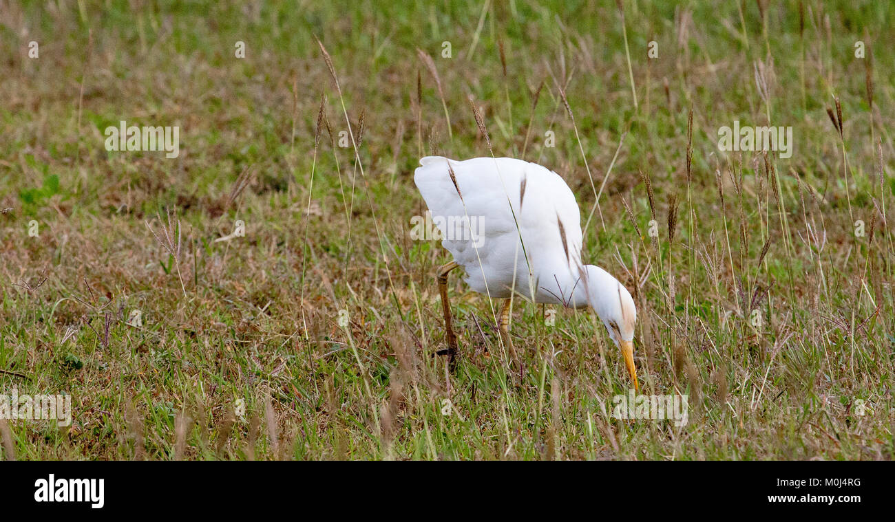 Yellow-billed or intermediate egret (Egretta intermedia) feeding in grass Stock Photo