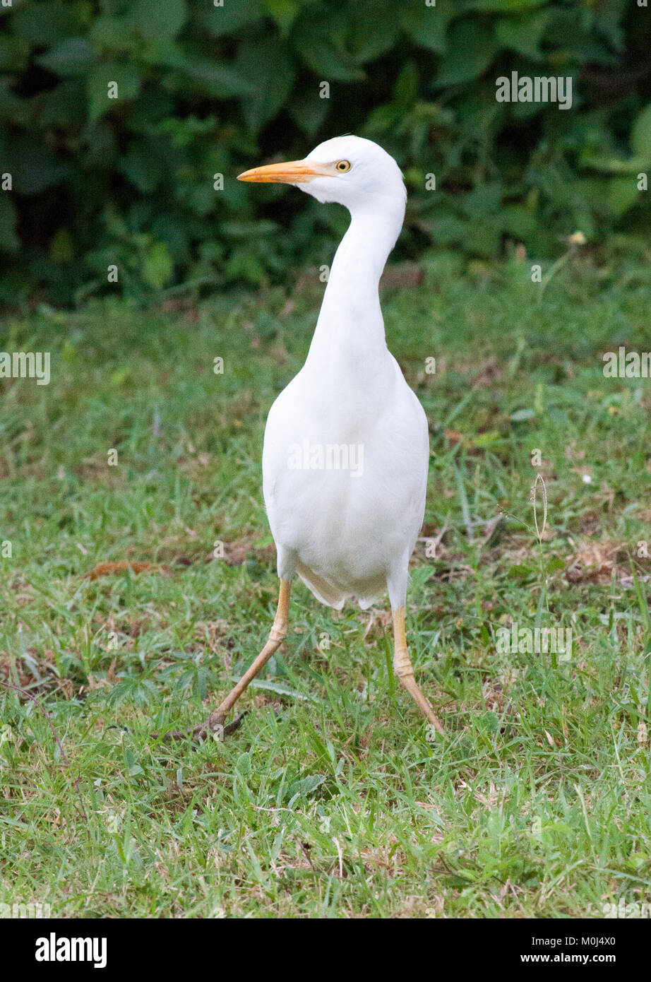 Yellow-billed or intermediate egret (Egretta intermedia) standing in grass Stock Photo