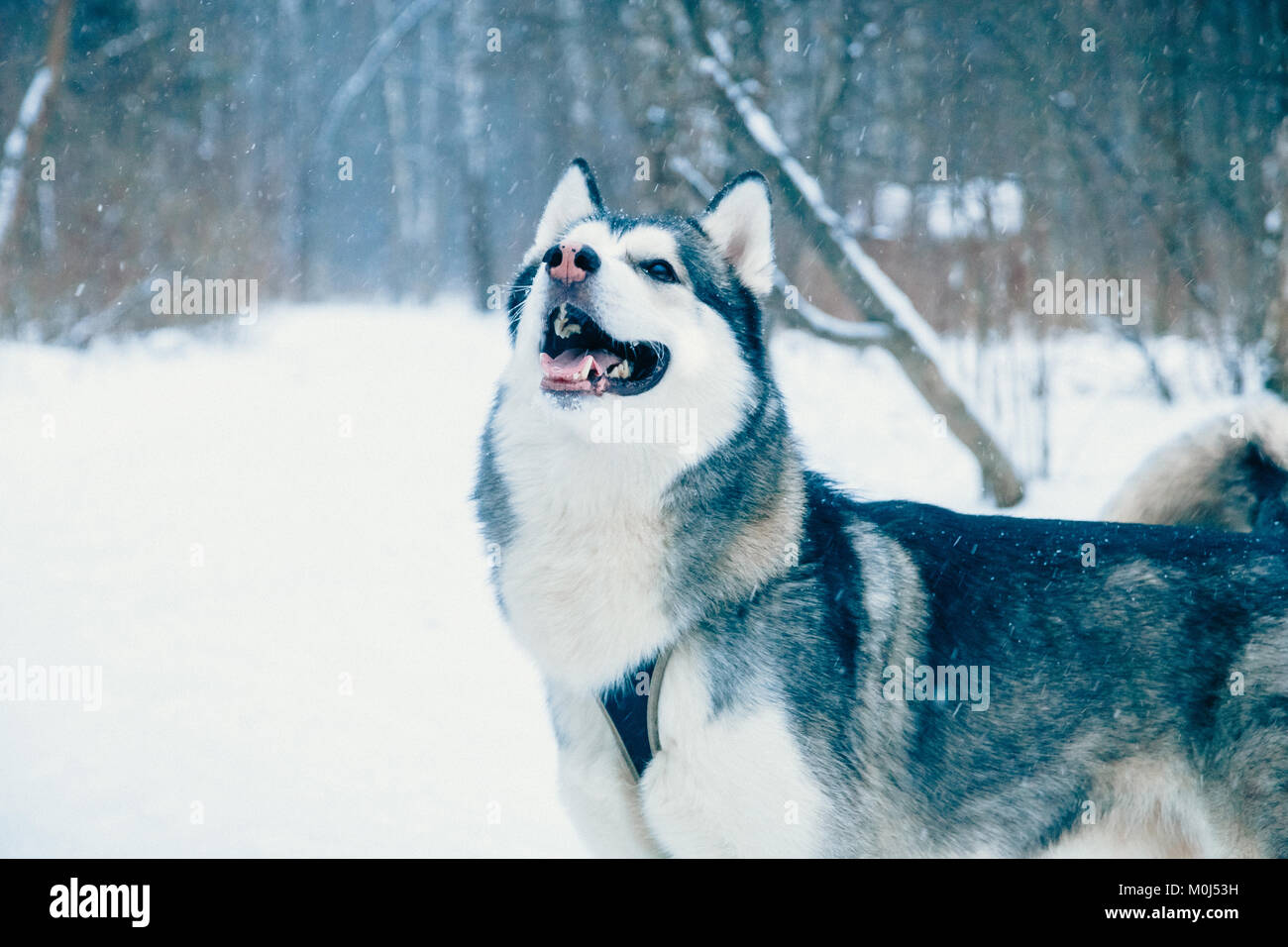 Portrait of a dog in the woods in winter Stock Photo - Alamy