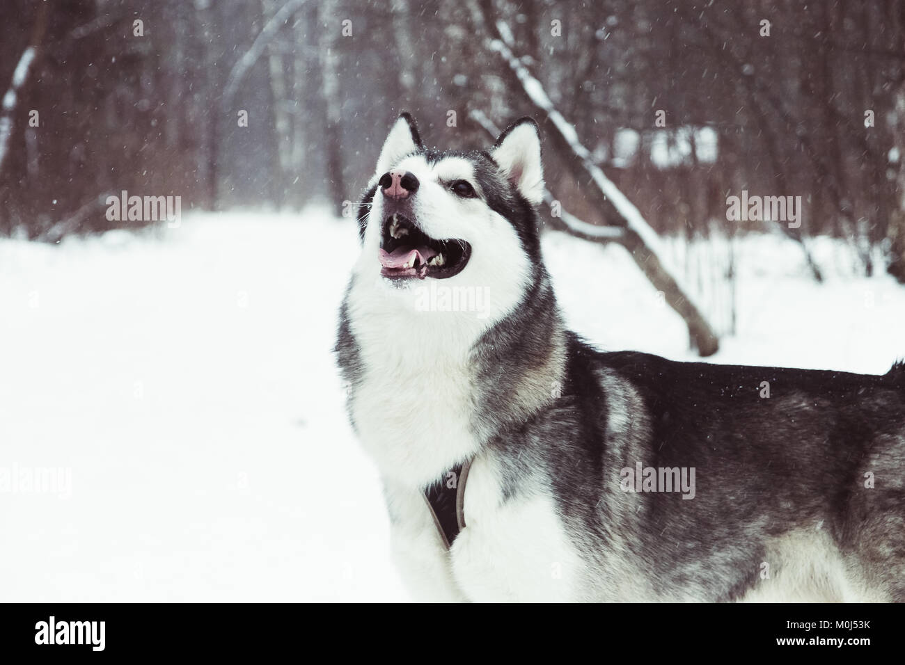 Portrait of a dog in the woods in winter Stock Photo - Alamy