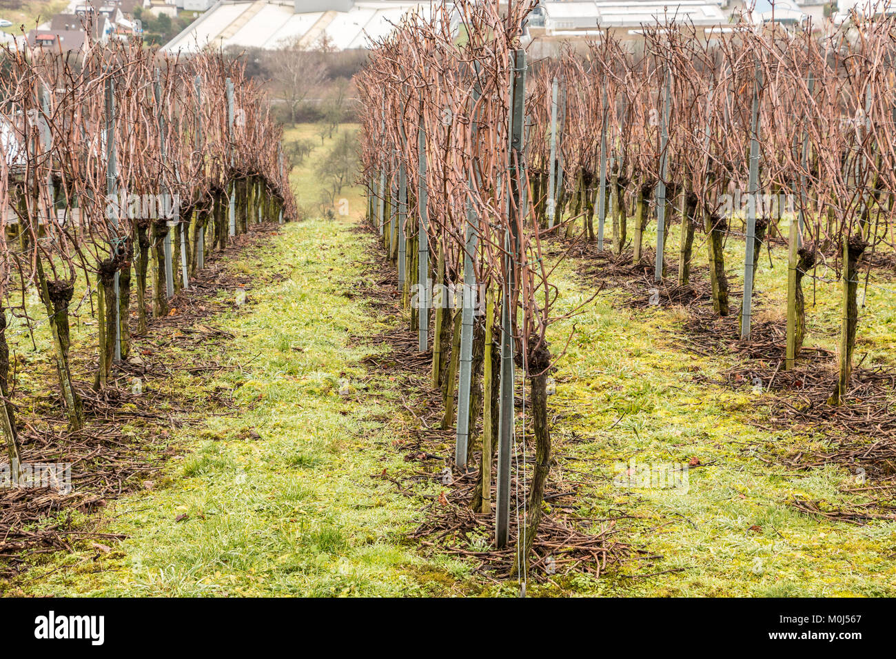 Vineyard and long lines of grapevines Stock Photo