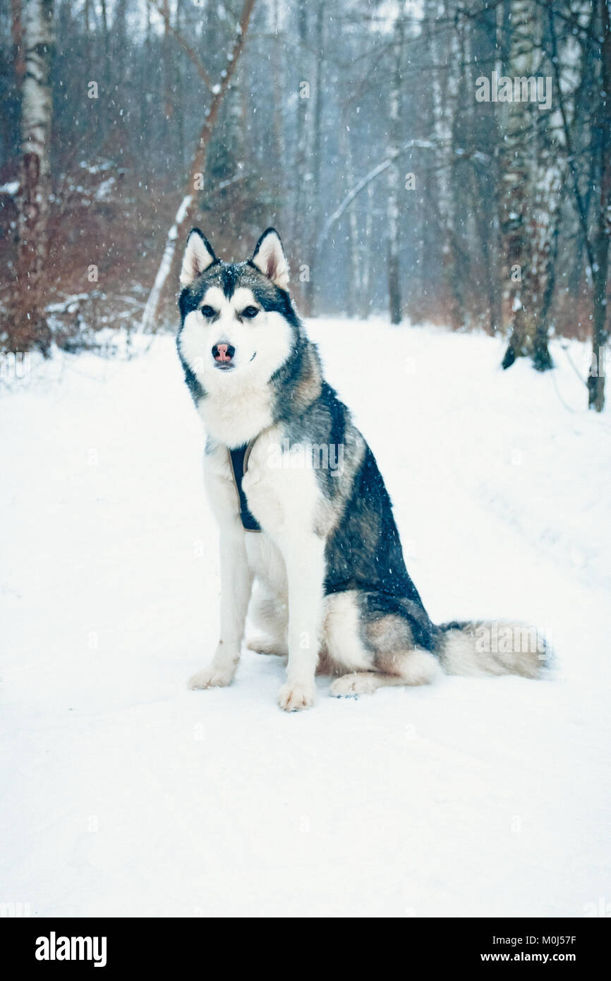 portrait of a dog in a winter forest Stock Photo - Alamy