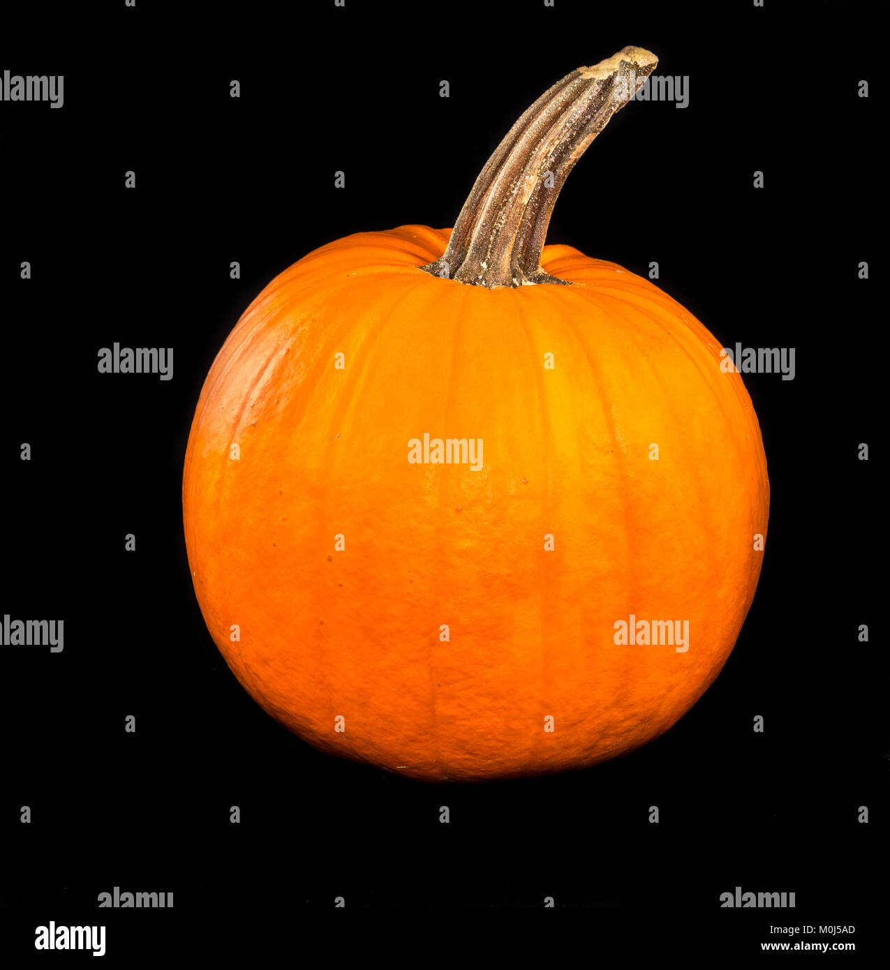 Big orange pumpkin and black background Stock Photo