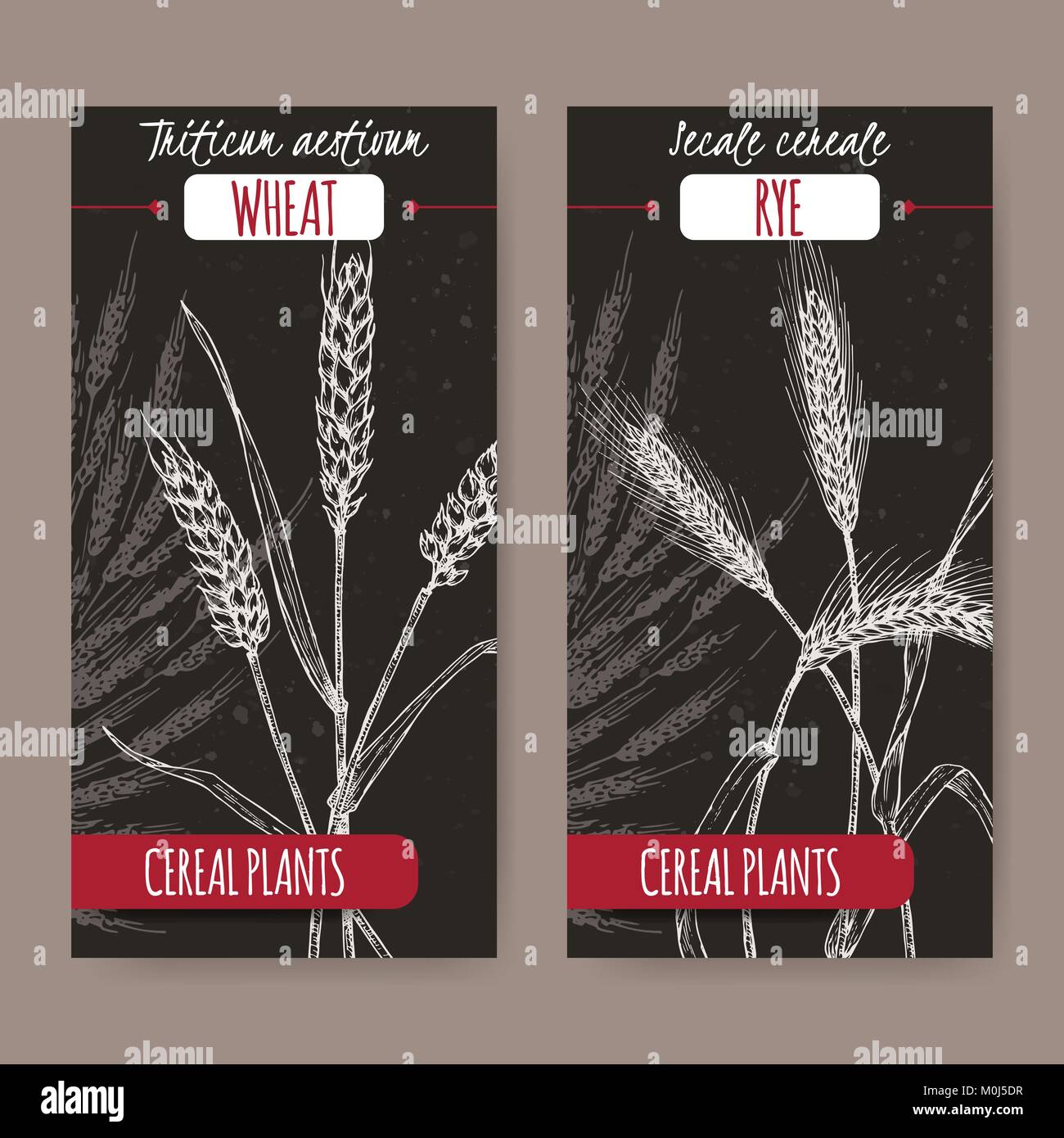 Set of two labels with bread wheat aka Triticum aestivum and rye aka Secale cereale sketch on black. Stock Vector