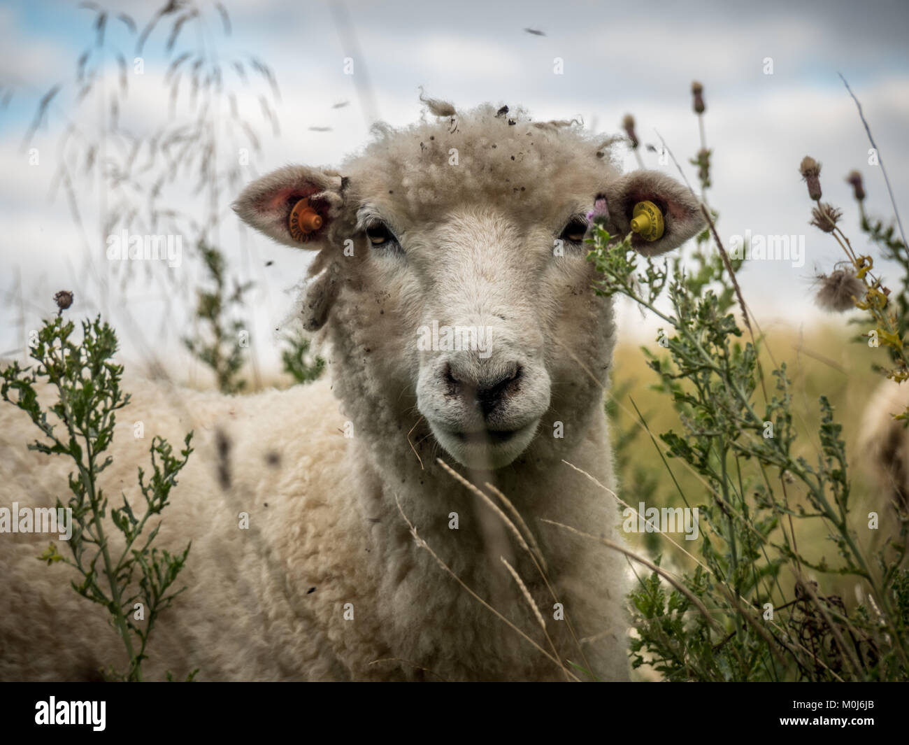 Curious Sheep with ear tags in meadow Stock Photo