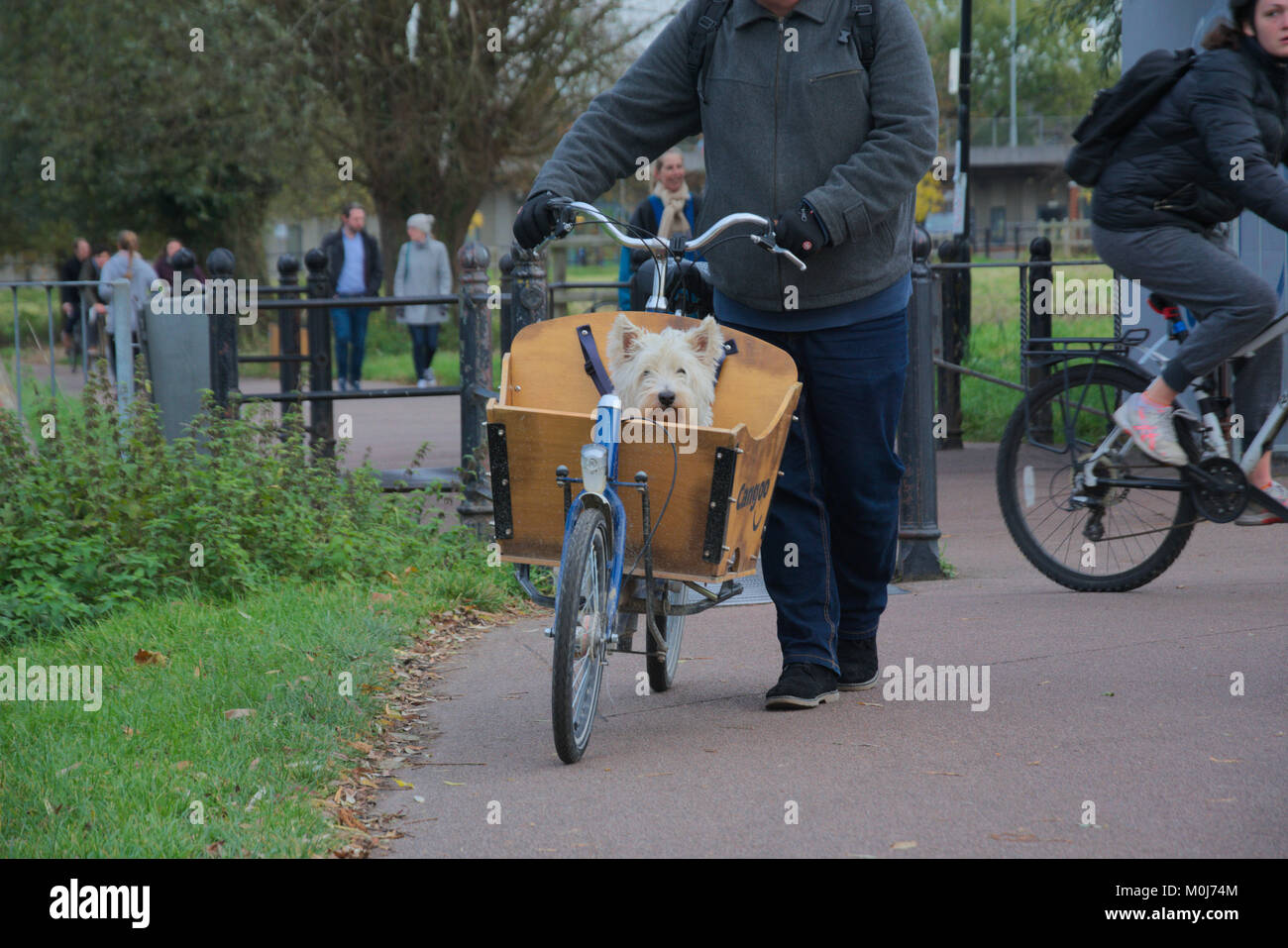 bike dog basket uk