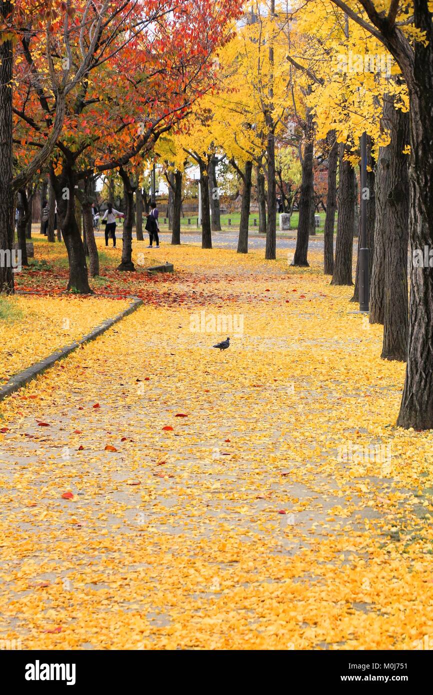 Ginkgo trees autumn leaves in Osaka Castle Park, Japan. Stock Photo
