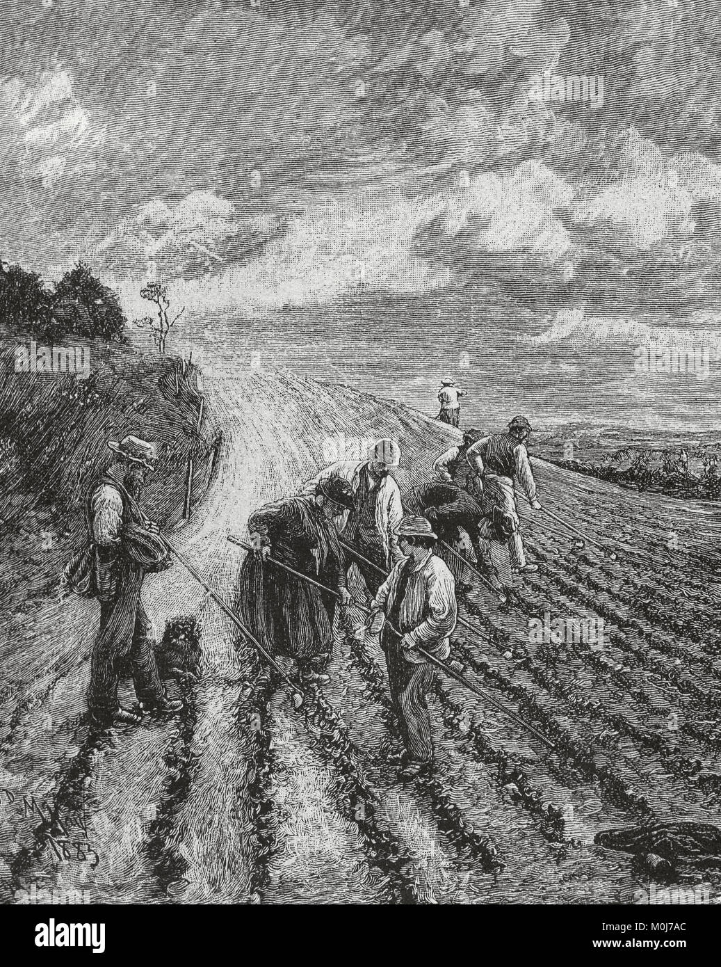 Peasants working in the field. Engraving Stock Photo