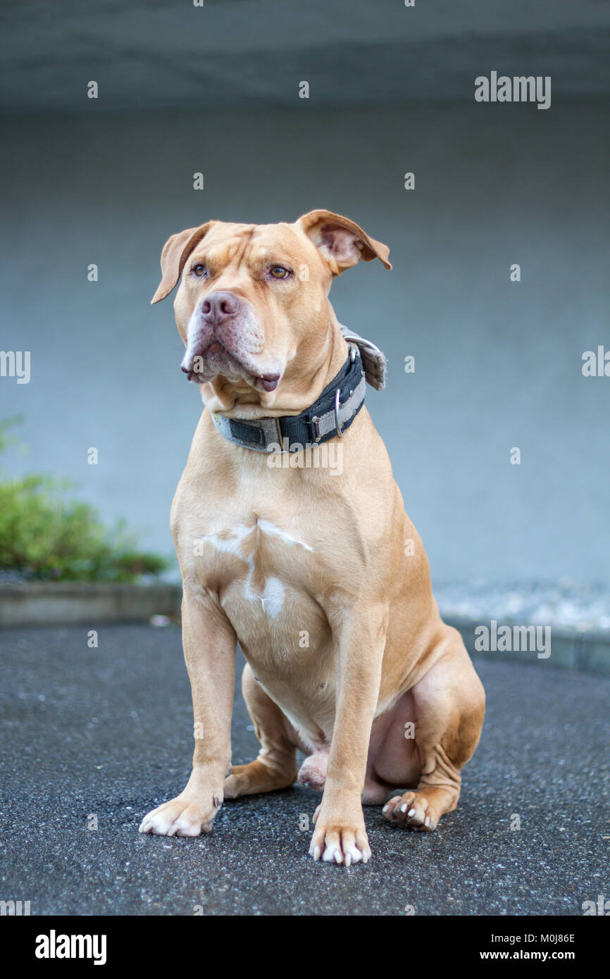 Old Working Pit Bulldog sitting Stock Photo