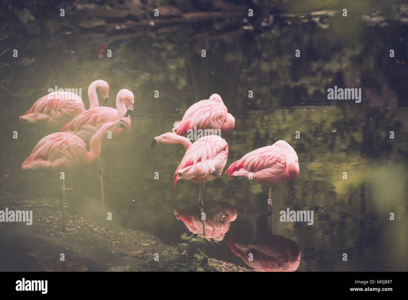 flamingos on the beach Stock Photo - Alamy