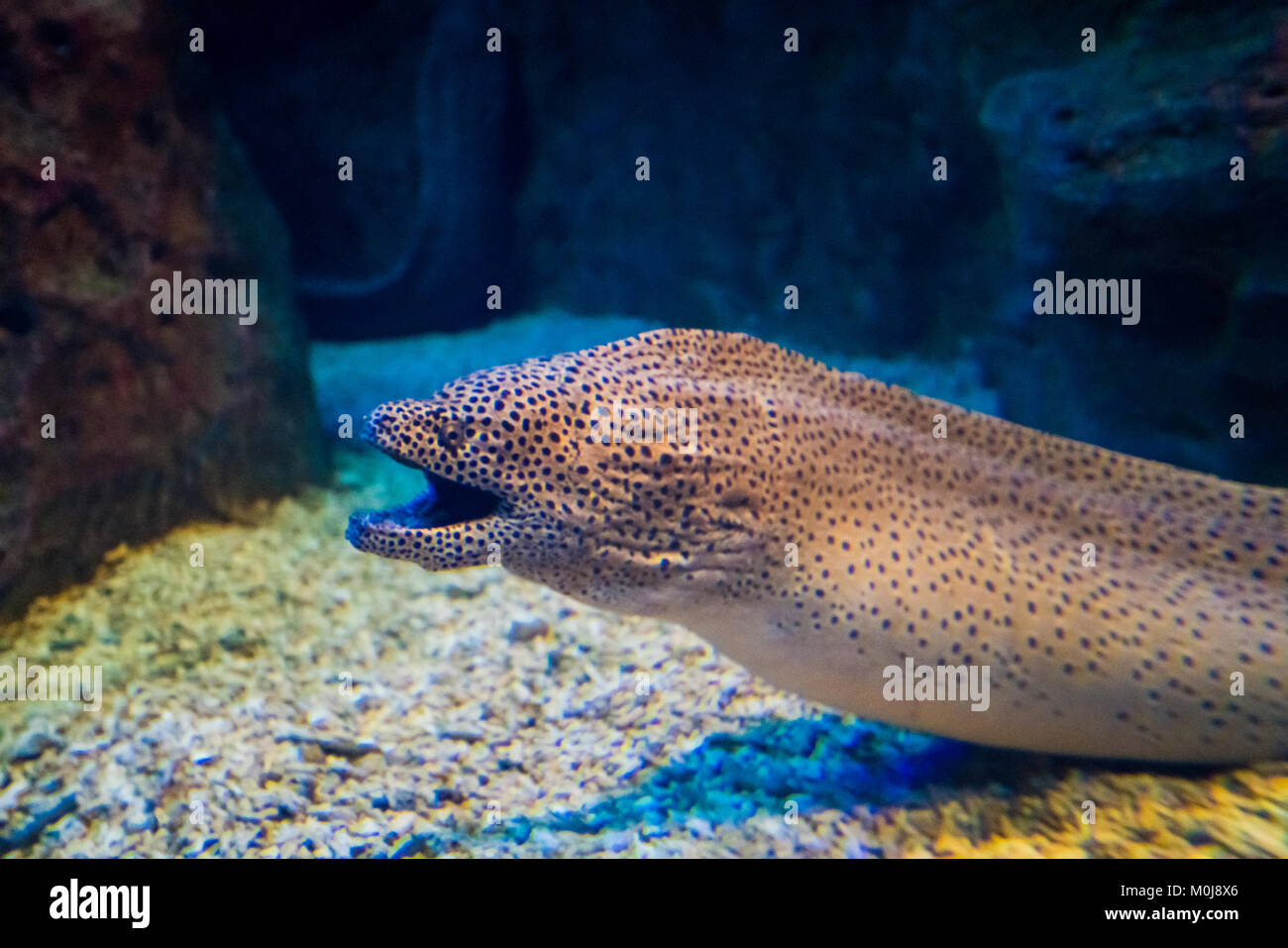 Moray Eel. Gymnothorax miliaris Stock Photo
