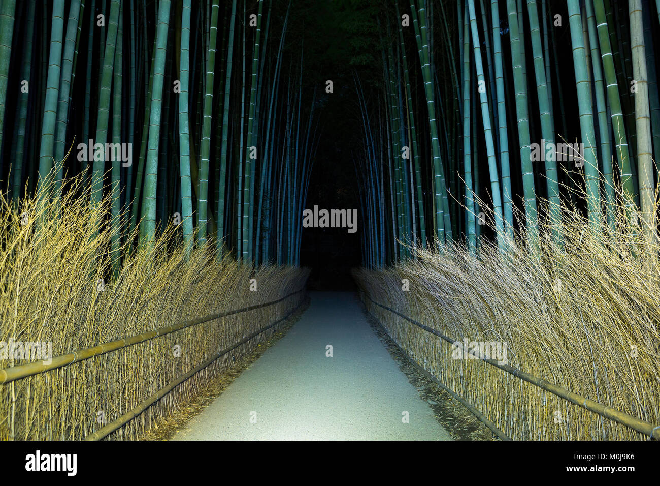 A path through a forest of bamboo at night at Arashiyama in Kyoto, Japan. fall. Stock Photo