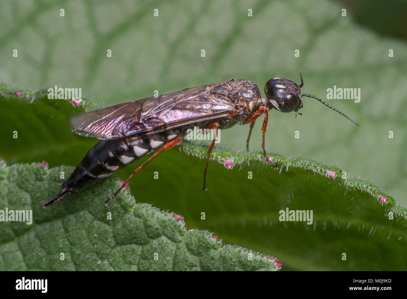 Large Black Wasp The Alder Wood Wasp Found At Roche Abbey Showing It Six Black And Red Legs And Black And White Striped Abdomen Wings Rolled Around Stock Photo Alamy