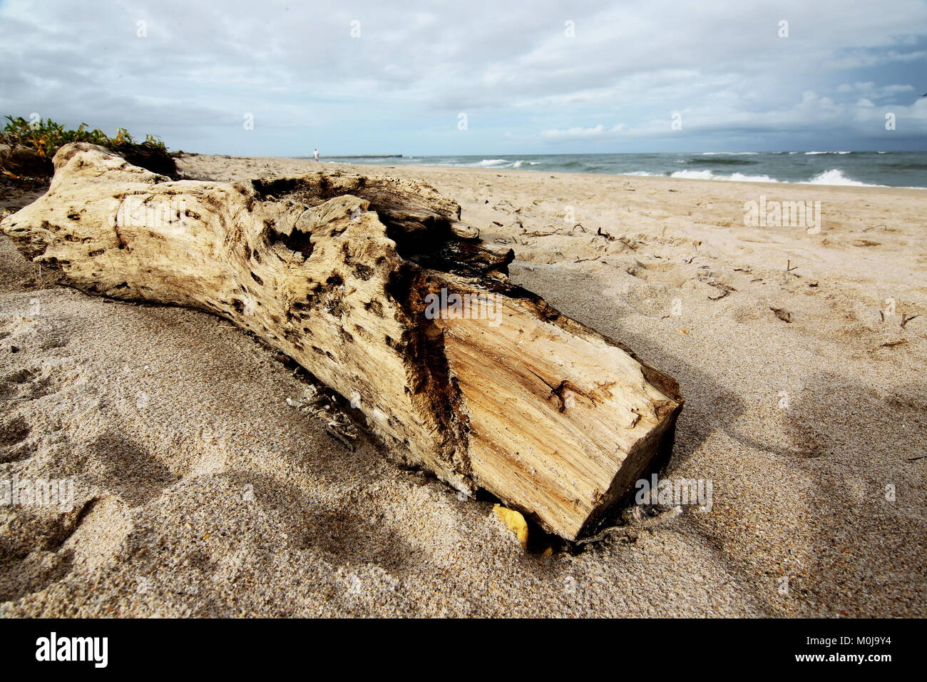 Driftwood Florida Beach Stock Photo Alamy