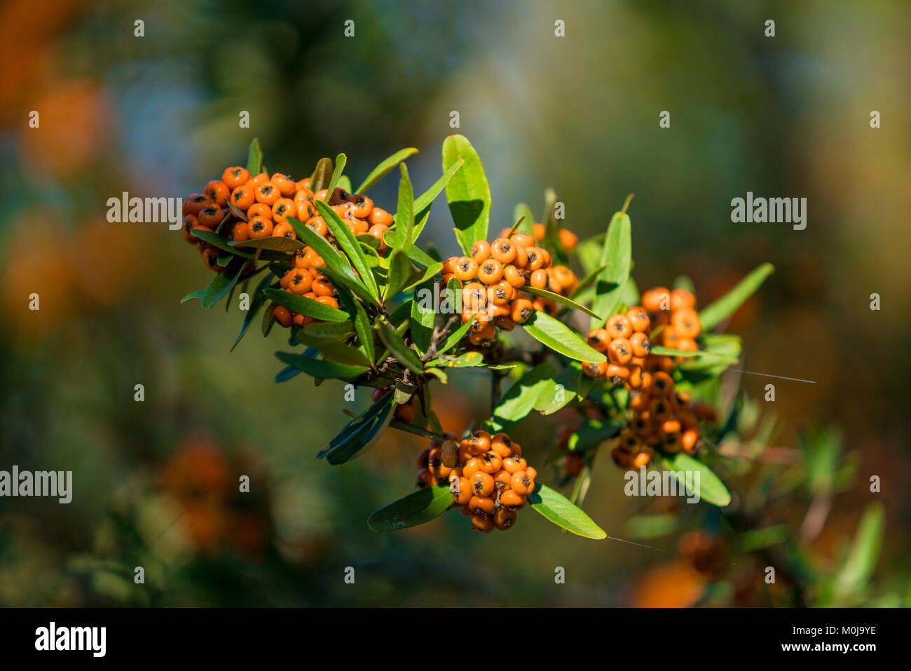 Future Plants By Randy Stewart Firethorn