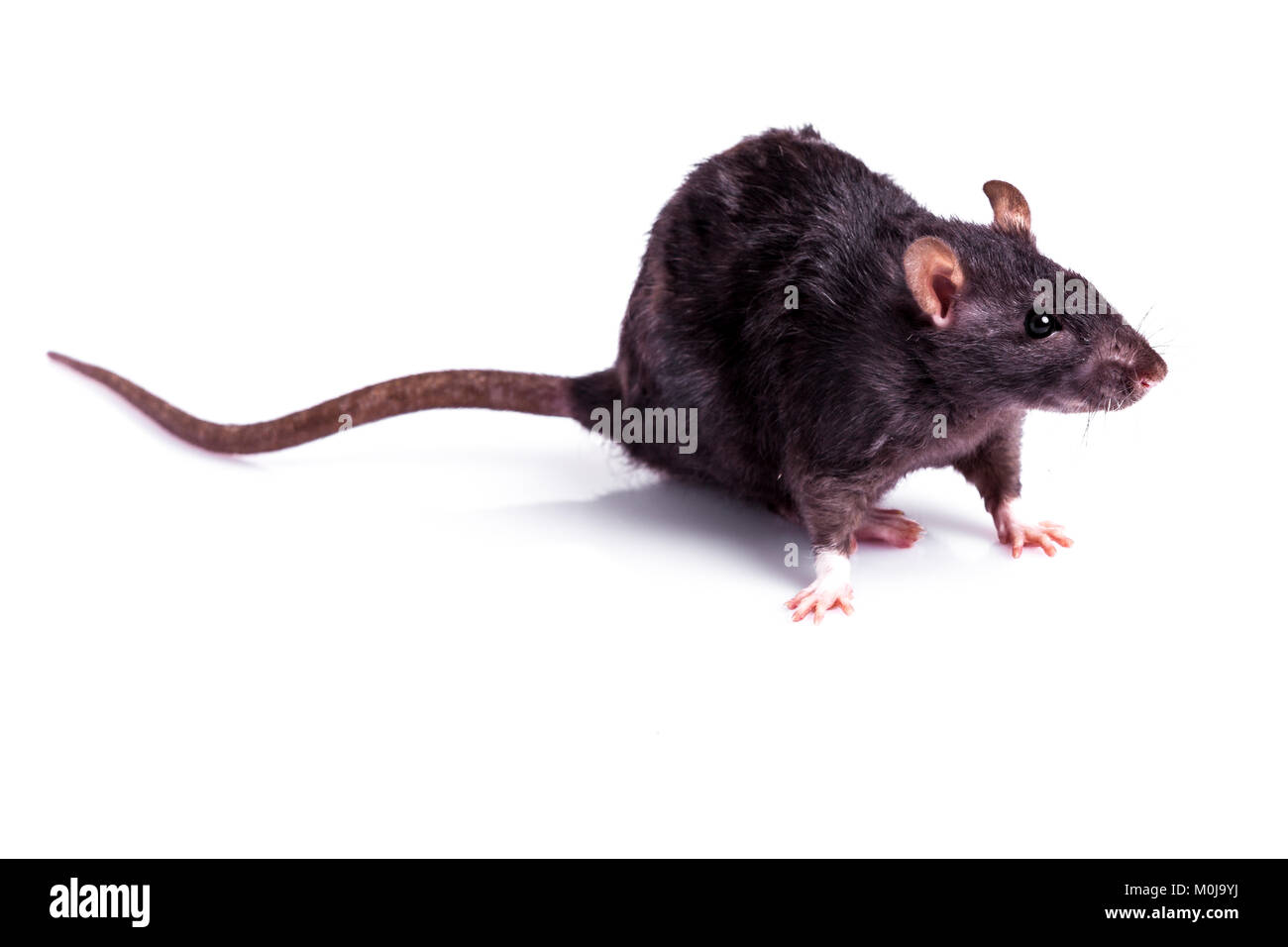 rat isolated on white background Stock Photo - Alamy