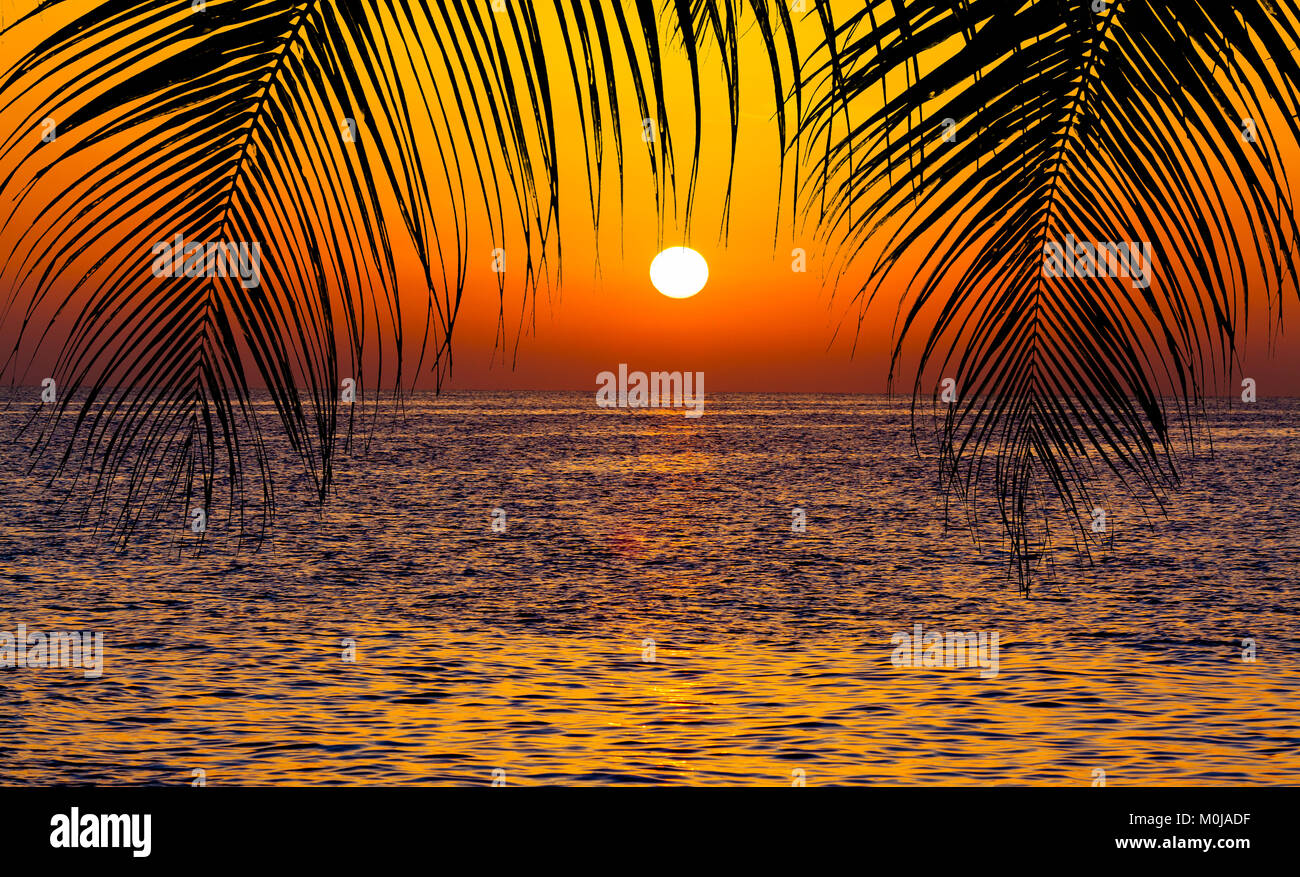 palm trees silhouette on sunset tropical beach Stock Photo - Alamy