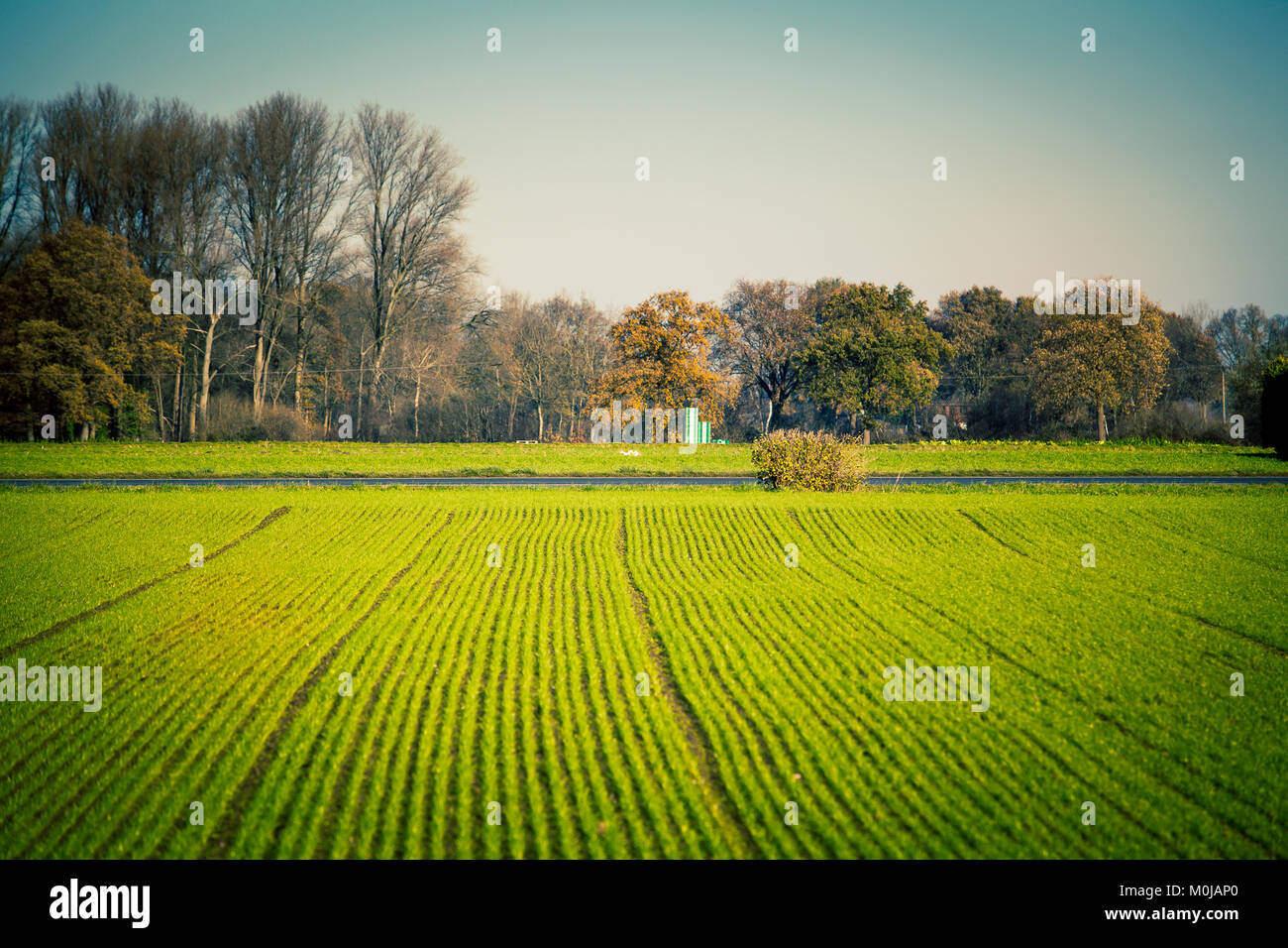 agriculture field. Agricultural landscape with green fields Stock Photo ...