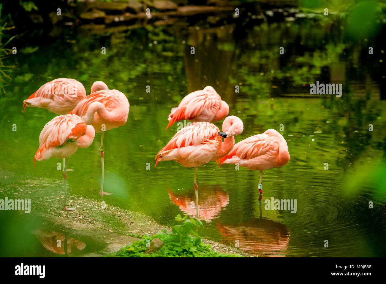 flamingos on the beach Stock Photo - Alamy