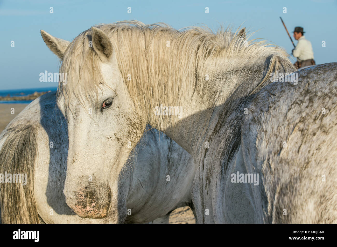 Portrait of the White Camargue Horses. Provance, France Stock Photo