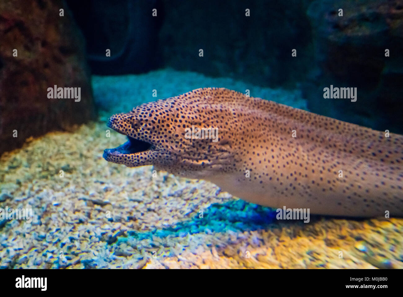 Moray Eel. Gymnothorax miliaris Stock Photo