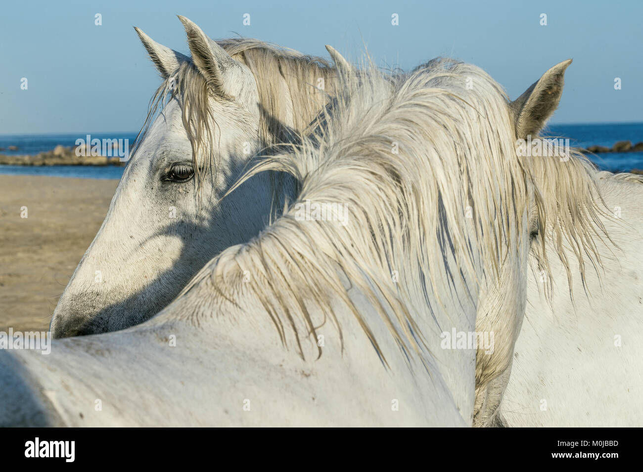 Portrait of the White Camargue Horses. Provance, France Stock Photo