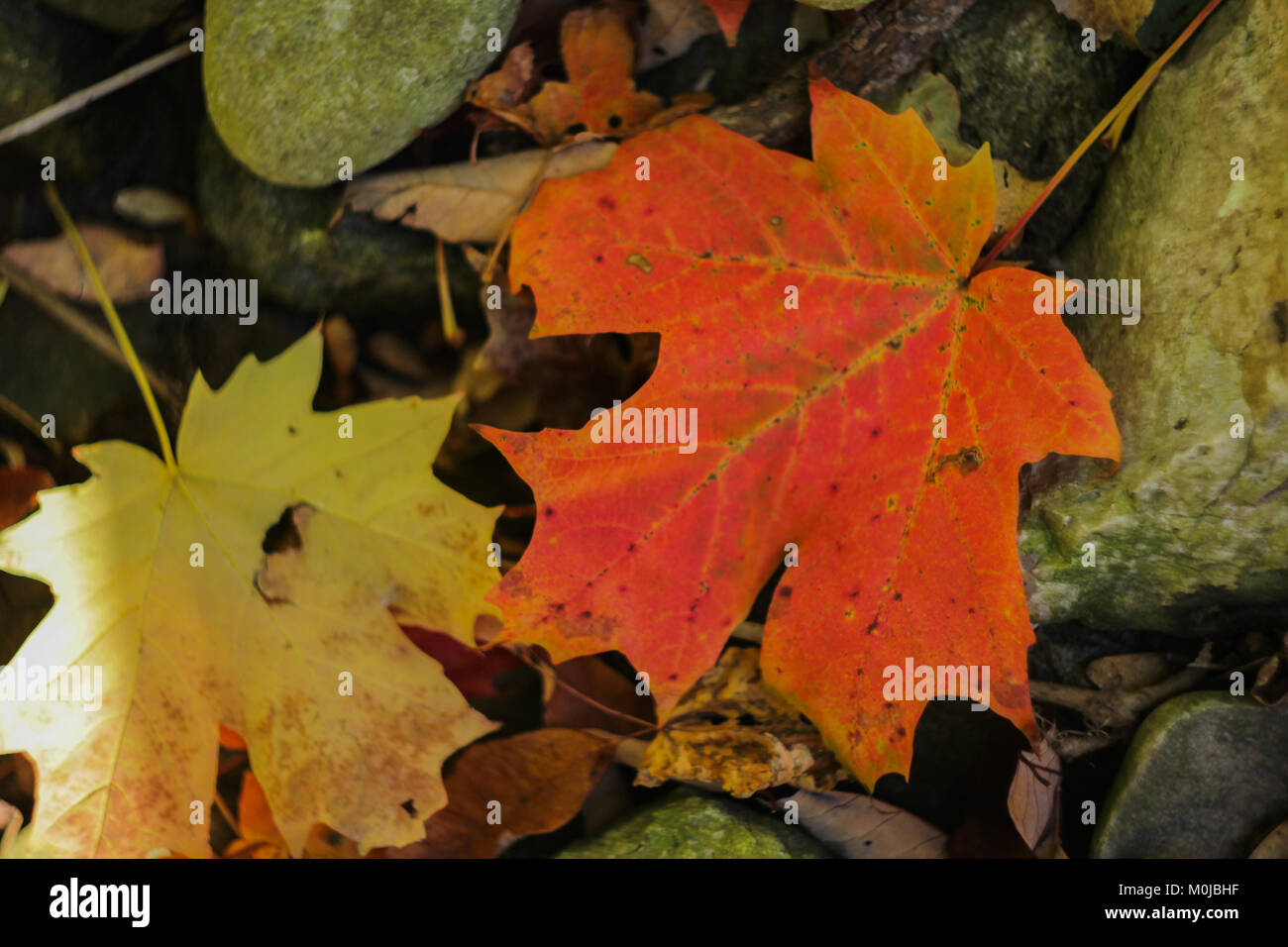Maple detail hi-res stock photography and images - Alamy