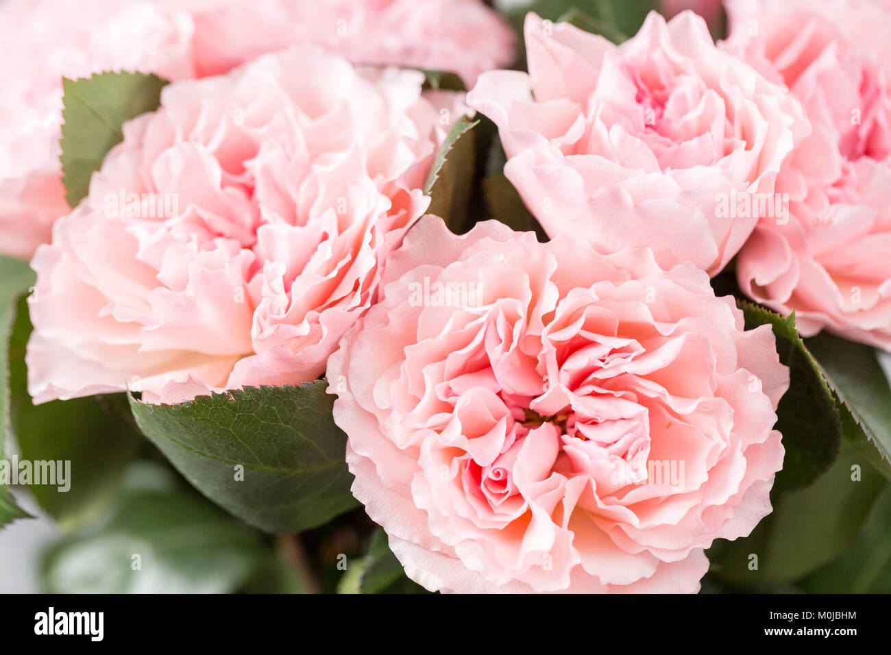 Pink Roses Cut Beautiful pink Roses close up. Fresh flowers cut-off in the garden ...