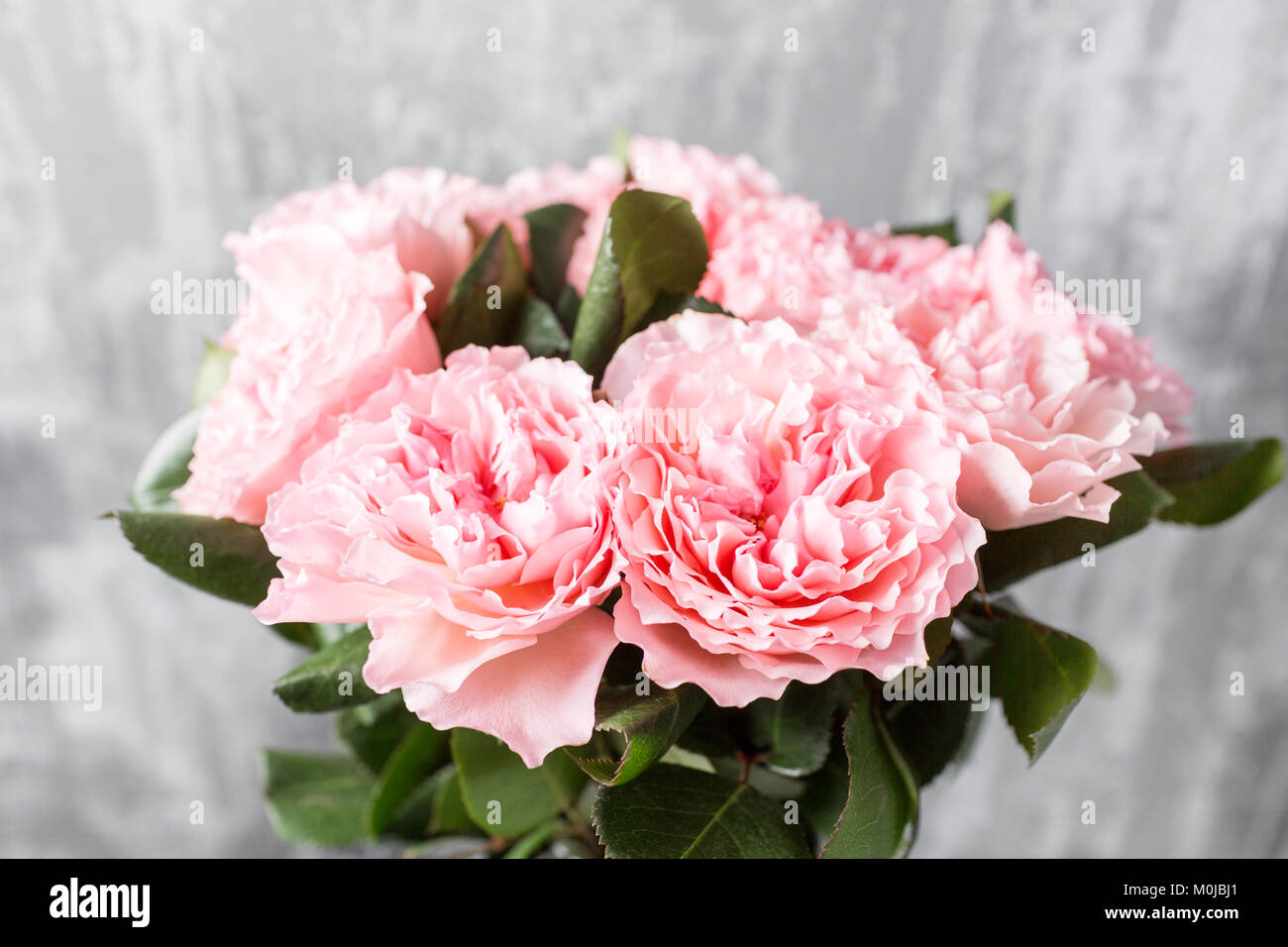 Pink Roses Cut Beautiful pink Roses close up. Fresh flowers cut-off in the garden ...