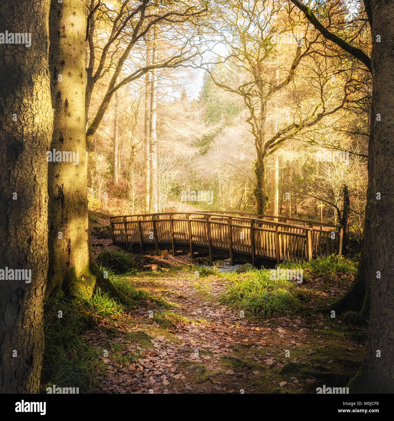Queen elizabeth forest hires stock photography and images Alamy
