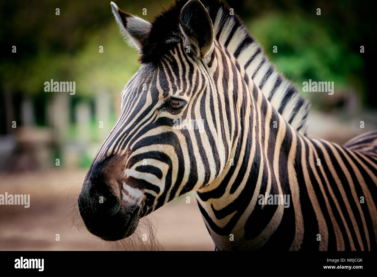 Zebra close up portrait Stock Photo - Alamy
