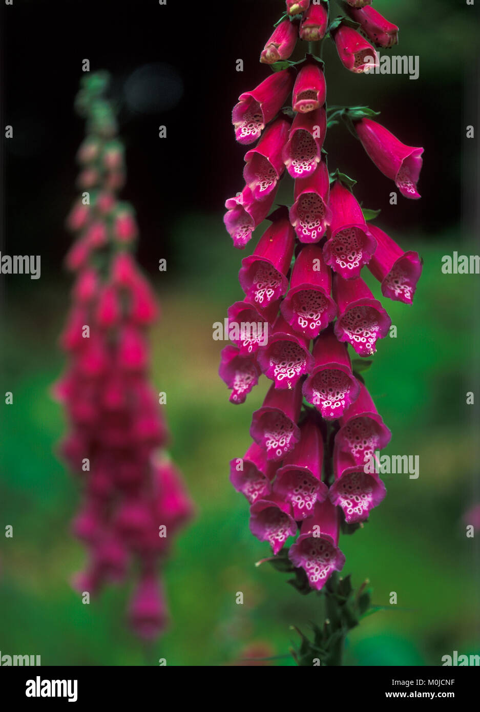 Digitalis rose foxglove flowers hi-res stock photography and ...