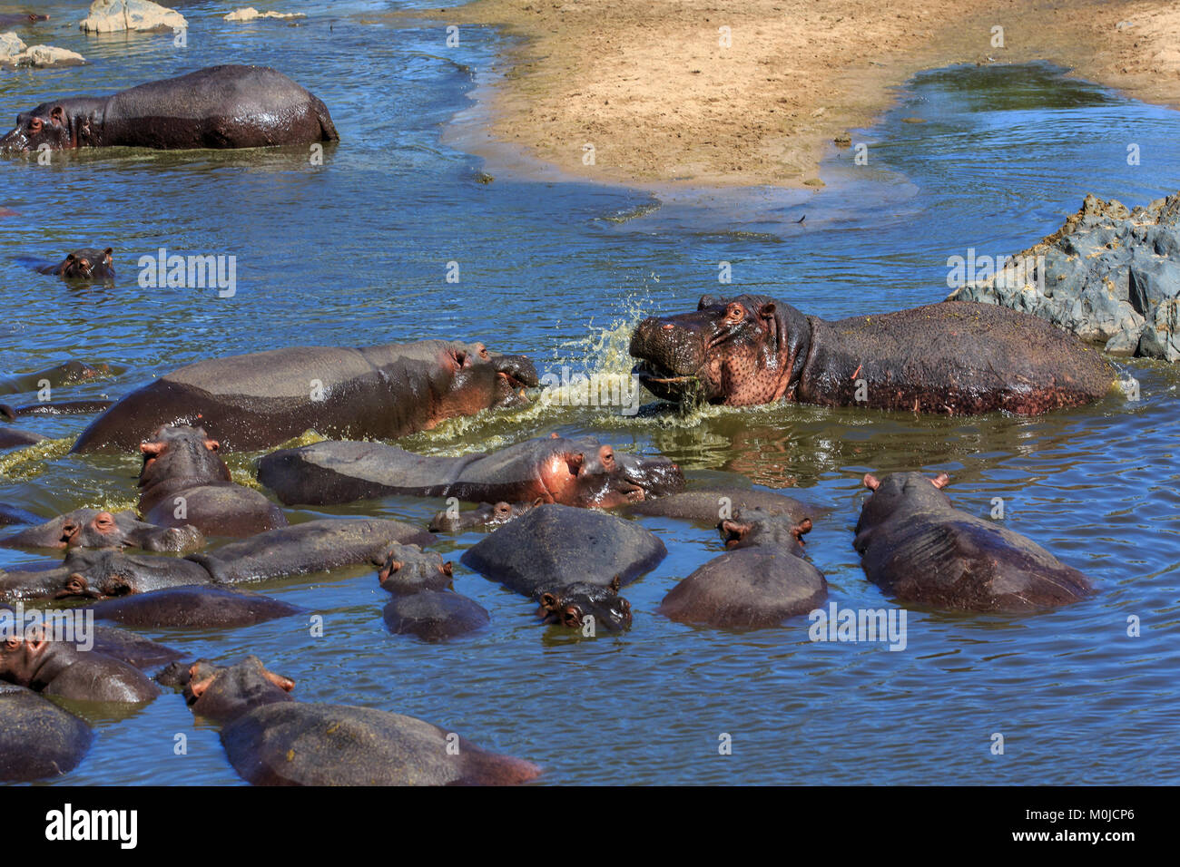 The common hippopotamus, or hippo, is a large, mostly herbivorous, semiaquatic mammal native to sub-Saharan Africa Stock Photo