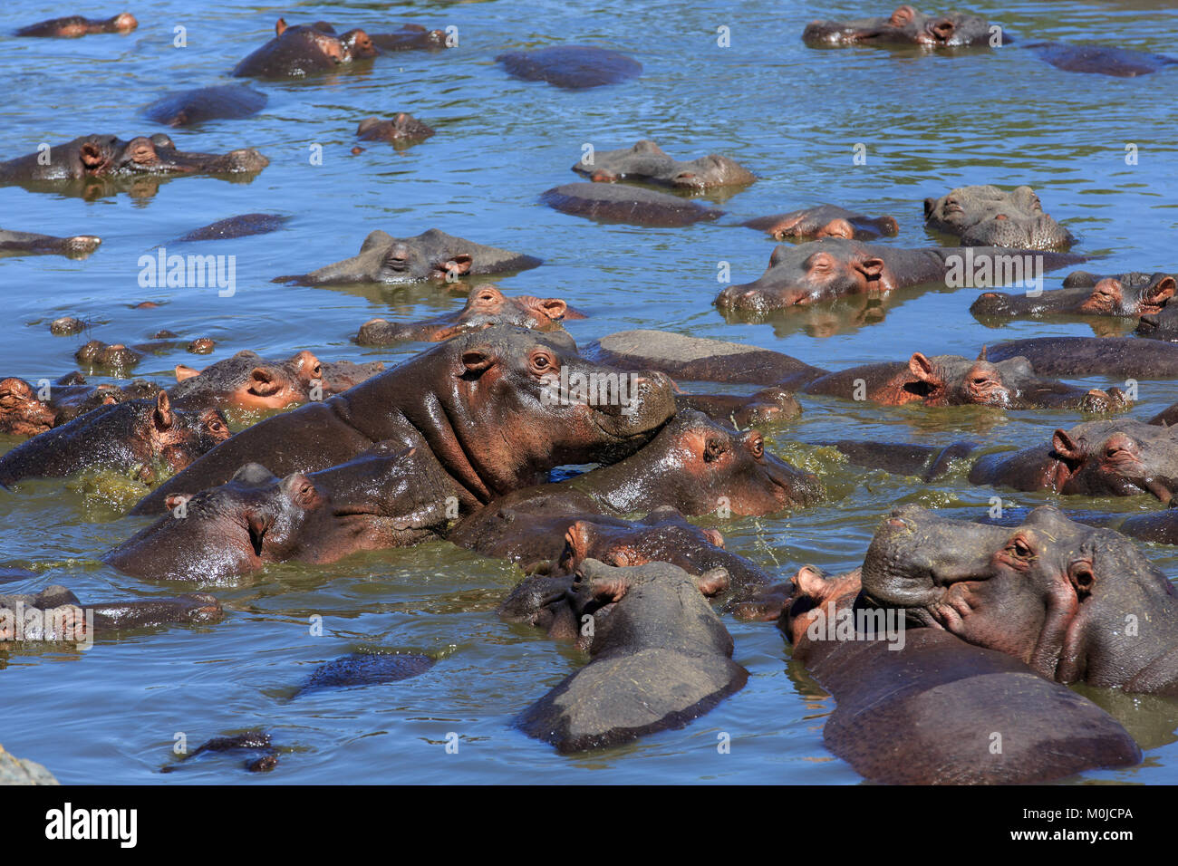 The common hippopotamus, or hippo, is a large, mostly herbivorous, semiaquatic mammal native to sub-Saharan Africa Stock Photo